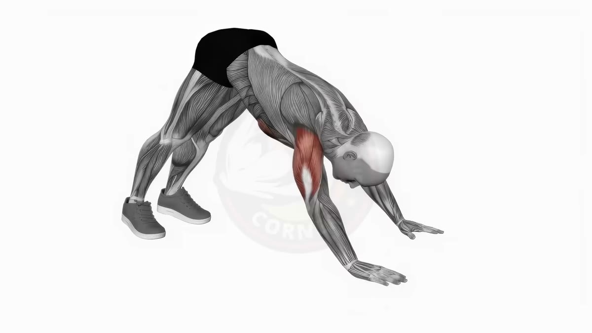 Pike Push-ups: Build Stronger Shoulders at Home